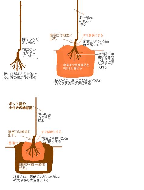 樹 根|樹木の根の特性と植え方